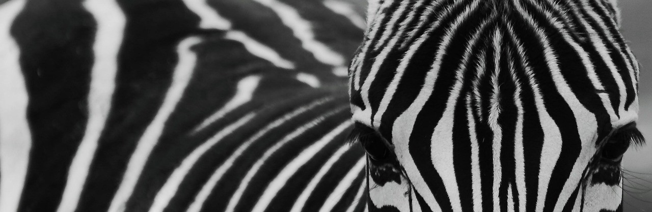 A LOS DE BLANCO NO… ¡HOMBRE!